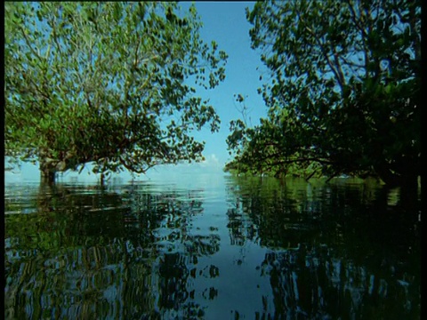 穿过红树林，到达开阔的海面，地平线上有大片白云视频素材