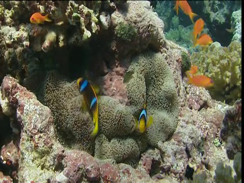 两条海葵鱼和角鲨花在海葵触须之间游动视频素材