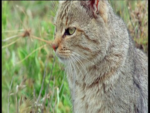 一只非洲野猫坐在稀树大草原上四处张望视频素材