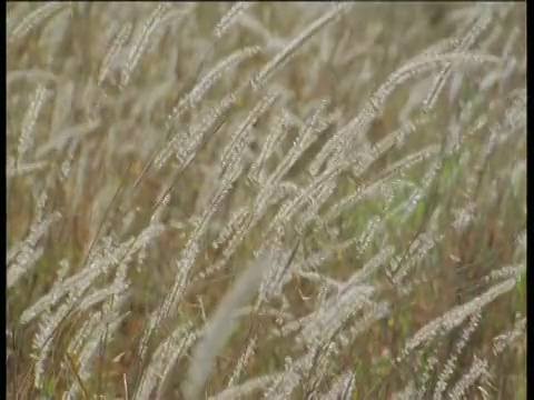 蓬松的草花头在微风中摇曳视频素材