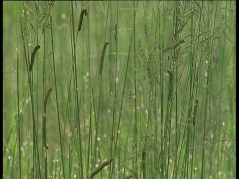 在稀树大草原草地上的Mopane毛虫视频素材