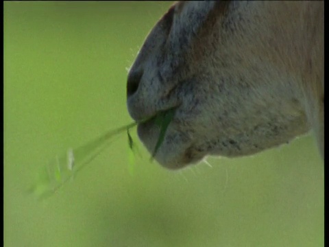 格兰特瞪羚在大草原上啃草，视频素材