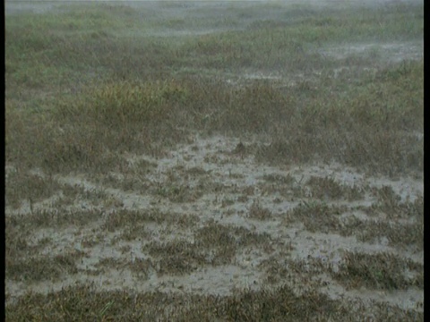 雨水倾泻在泥泞的稀树草原上视频素材