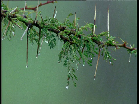 热带草原暴雨期间，金合欢树枝滴水视频素材