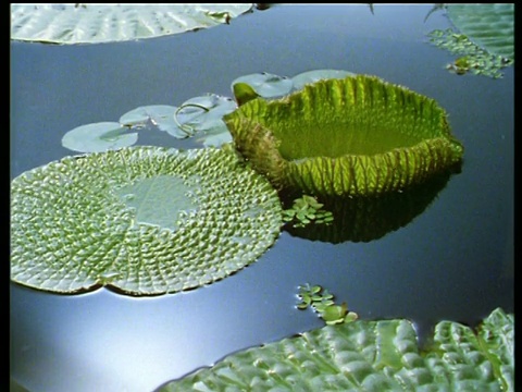 闭着的睡莲的花蕾会浮在完全平静和光滑的水面上，然后再膨胀视频素材