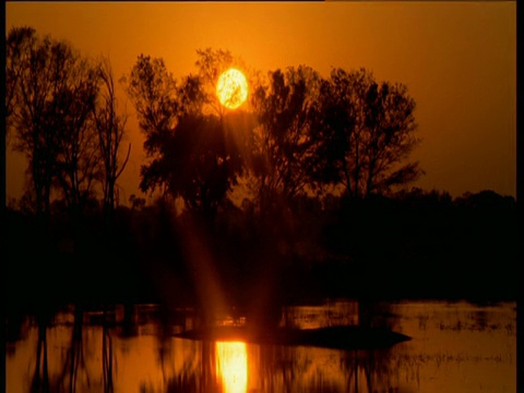 红色的夕阳映出树木的轮廓视频素材