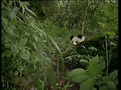 大熊猫爬过圆木，走向摄像机视频素材