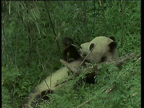 大熊猫躺在的森林里吃竹子视频素材