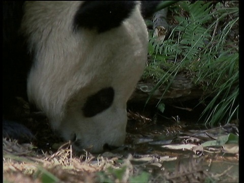 大熊猫从水池里喝水视频素材