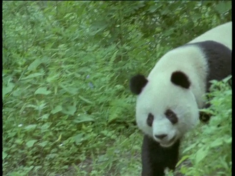 潘文石离开时，大熊猫正穿过的森林视频素材