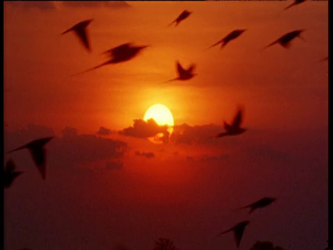 胭脂红蜂食动物的剪影映衬在红色的夕阳下视频素材