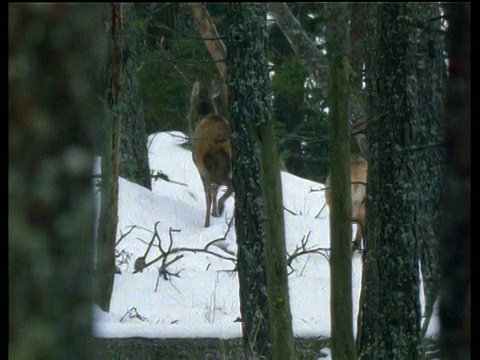 一群鹿穿过树林，在雪地里向山上小跑视频素材