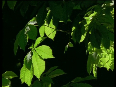 葱翠的树叶在夏日的阳光下闪闪发光视频素材