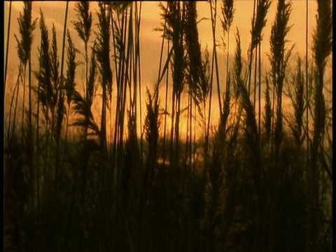 夕阳映出草地的轮廓视频素材