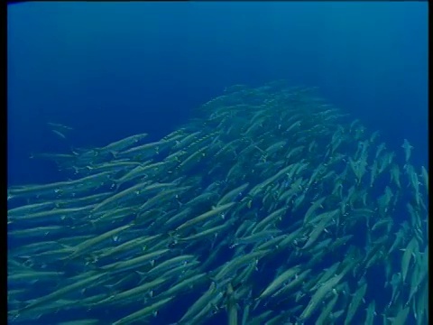 一群环状梭鱼盘旋着一圈又一圈，然后游向远离镜头的地方。视频素材