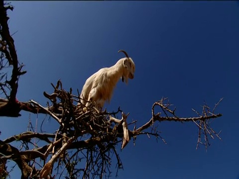 在树下追踪山羊摩洛哥视频素材