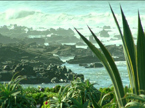 在卡萨布兰卡前景，海浪拍打着岩石尖刺的芦荟植物视频素材