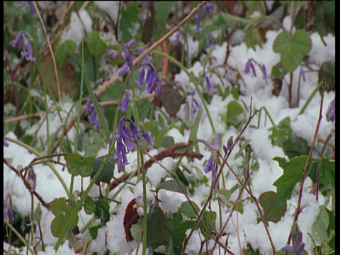 在英国雪地里的风信子视频素材