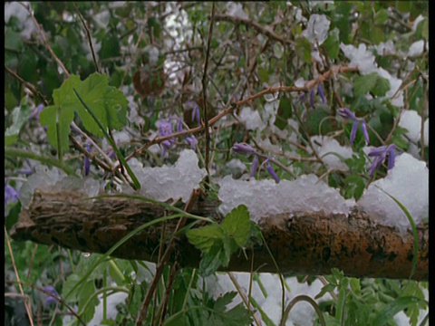 在英国雪地里的风信子视频素材