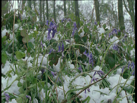 在英国雪地里的风信子上视频素材