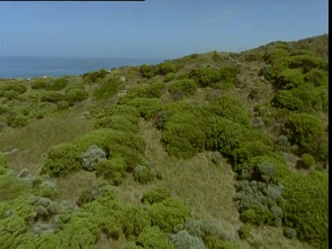 在澳大利亚维多利亚州，沿着悬崖向海岸前进，十二使徒海上烟囱视频素材