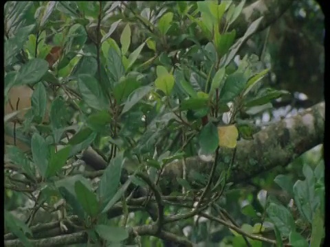 昆士兰，拉姆霍兹树袋鼠沿着树冠上的树枝跳跃视频素材