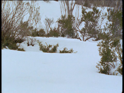 澳大利亚的阿尔卑斯山和新南威尔士州，袋熊在雪地上摇摇摆摆地行走视频素材