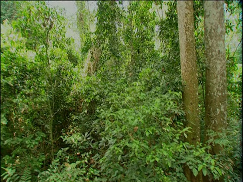 在刚果的雨林中，鹤把树木和树叶都折了下来视频素材