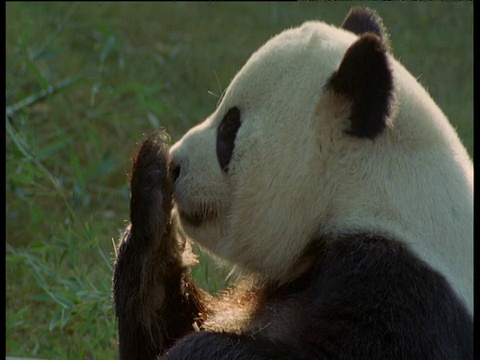 亚特兰大动物园里的大熊猫在舔爪子视频素材