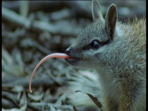 来自新南威尔士州的“Numbat”，它伸出舌头涂满了黏糊糊的唾液视频素材