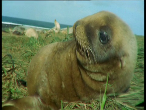 幼海狮在海滩上吮吸母亲的奶，然后心满意足地躺在背上，新西兰视频素材