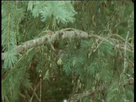 美洲貂爬上松树，从树枝上跃起视频素材