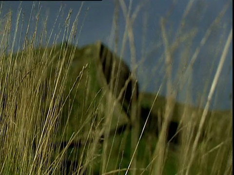 哈德良长城穿过英格兰北部的野草视频素材