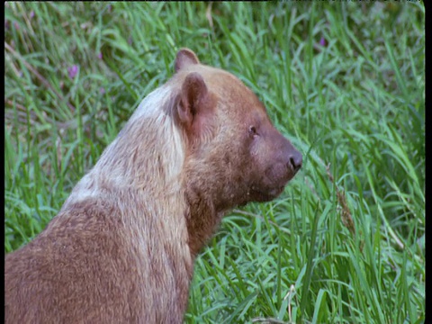 南美布什犬的首领视频素材