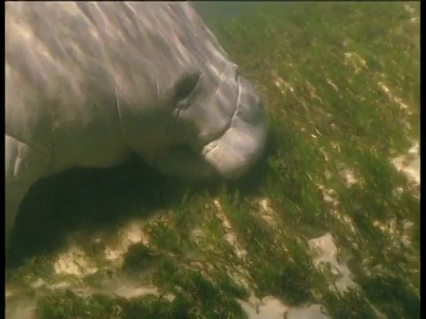 佛罗里达，海牛在泻湖吃鳗鱼草，然后上升呼吸空气视频素材