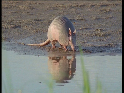 在南美洲的河岸上觅食的九条纹犰狳倒映在溪流中视频素材