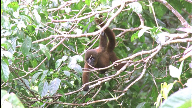 Baby Woolly monkey爬过树，然后掉出镜头视频素材