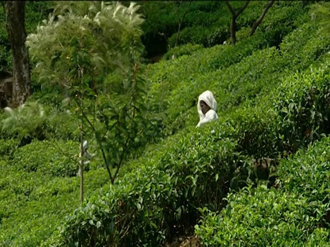 采茶工人在印度芒纳的种植园山坡上工作视频素材