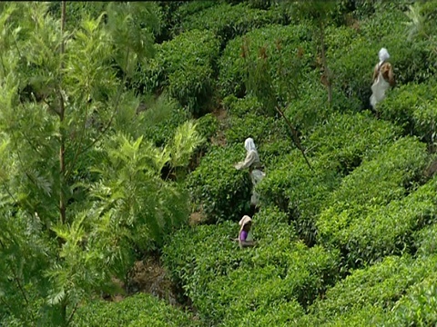 采茶工人在印度芒纳的种植园山坡上工作视频素材