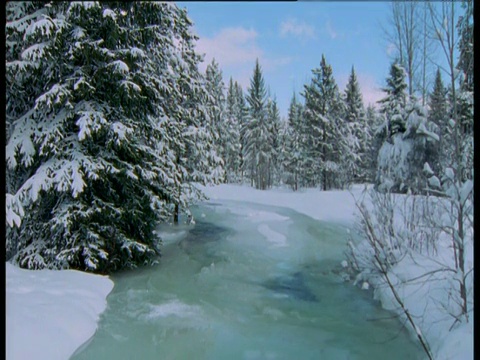 西伯利亚，冰冷的河水流经积雪的松林视频素材