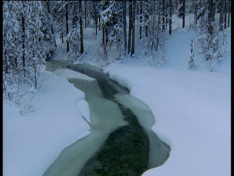 西伯利亚，冰冷的河水流经积雪的松林视频素材