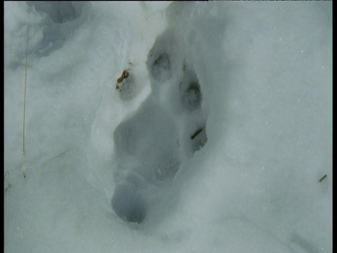 西伯利亚雪地上的老虎脚印视频素材