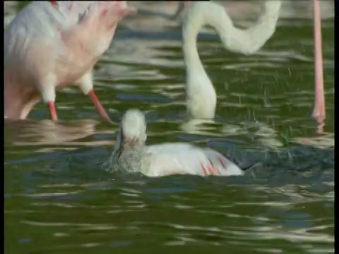 小火烈鸟在肯尼亚的湖里浸泡和沐浴视频素材