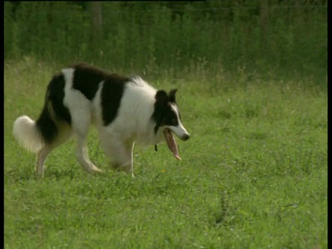 英国牧羊犬在放羊视频素材