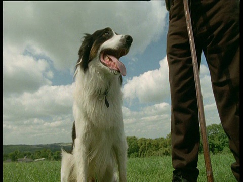 英国牧羊犬坐在牧羊人旁边视频素材