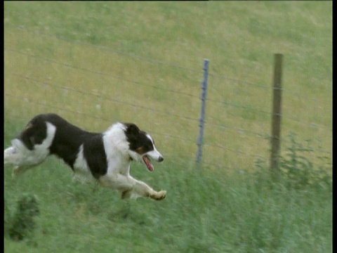 牧羊犬在草地上奔跑，英国视频素材