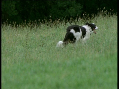 牧羊犬在草地上奔跑，英国视频素材