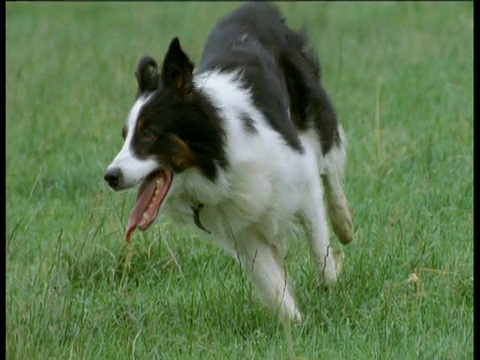 英国，牧羊犬穿过草地跑向镜头，然后转身跑出镜头视频素材