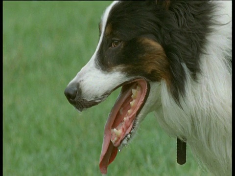 牧羊犬裤子然后走开，英国视频素材