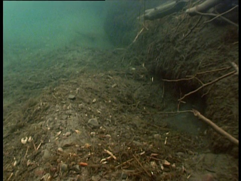 美国海狸游出蒙大拿州水下小屋视频素材